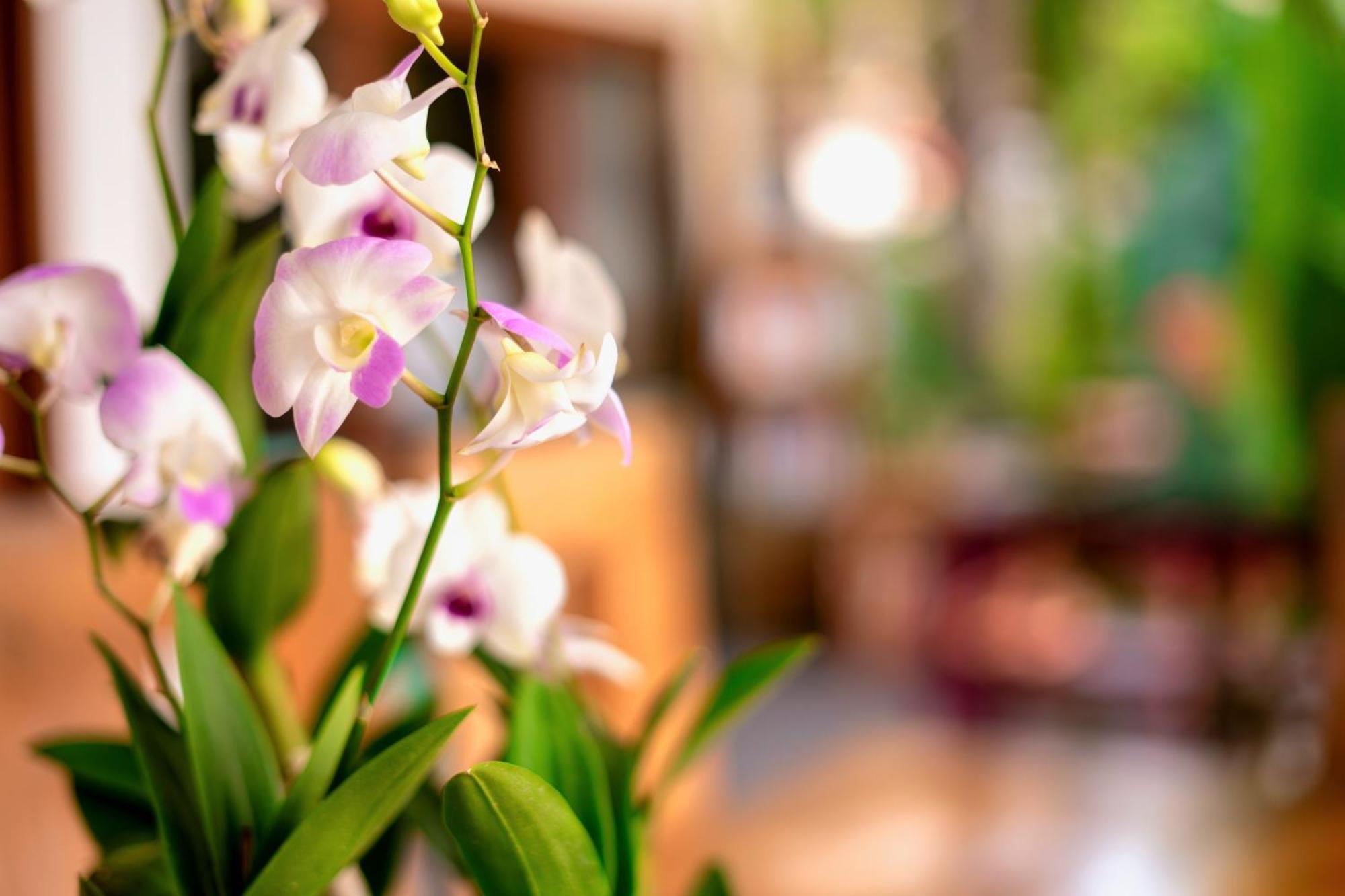 Orchid Lodge Samui - Bed & Breakfast شاطئ لاماي المظهر الخارجي الصورة